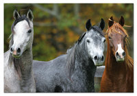PUZZLE 1000 PZAS CABALLOS ARABES