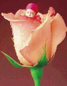 PUZZLE EDUCA 1000 PZAS ENGLISH ROSE