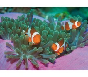 PUZZLE 1000 PZAS HQC CLOWN FISHES